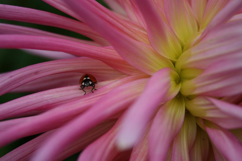 Dahlia 'Adelaide Fontane'.jpg - Georgine fra haven. -- Dahlia 'Adelaide Fontane' from the garden